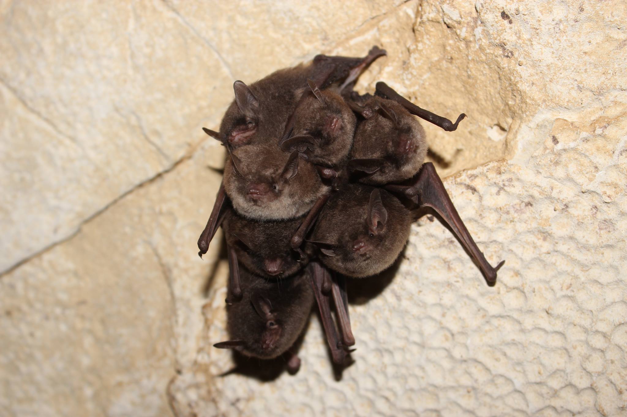 Indiana Bat Caves