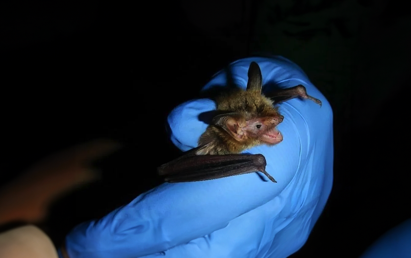 northern-long-eared-bat-1