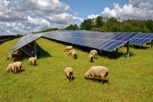 142a9bff-agrivoltaics-a-sustainable-way-to-harvest-sunshine