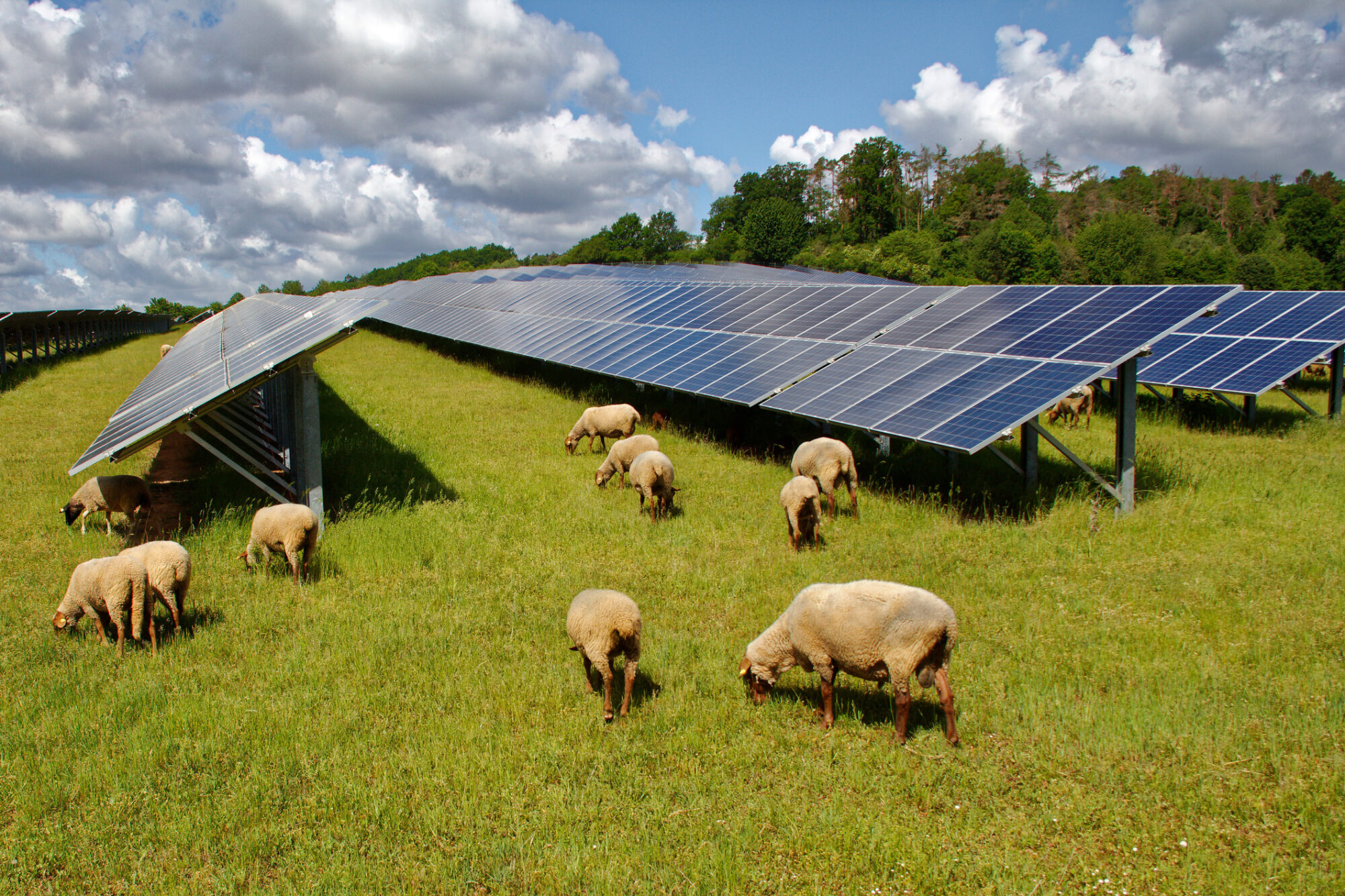 142a9bff-agrivoltaics-a-sustainable-way-to-harvest-sunshine