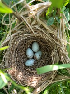 29d92c88-trc-avian-surveys