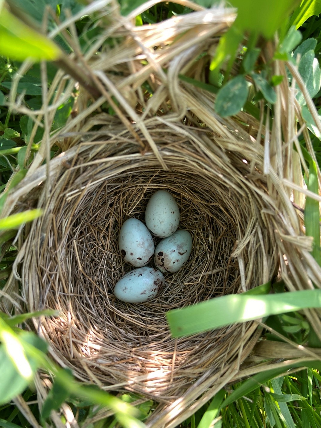 29d92c88-trc-avian-surveys
