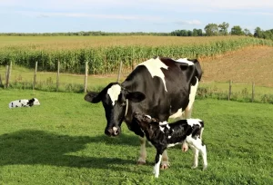 2d53f7cc-black-and-white-calves-in-the-field-with-holstein-cow-1131902585