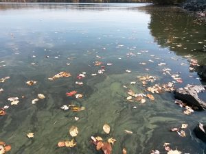2da5fa1d-moswansicut-algae-bloom-2015