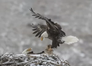 bald-eagle-nesting