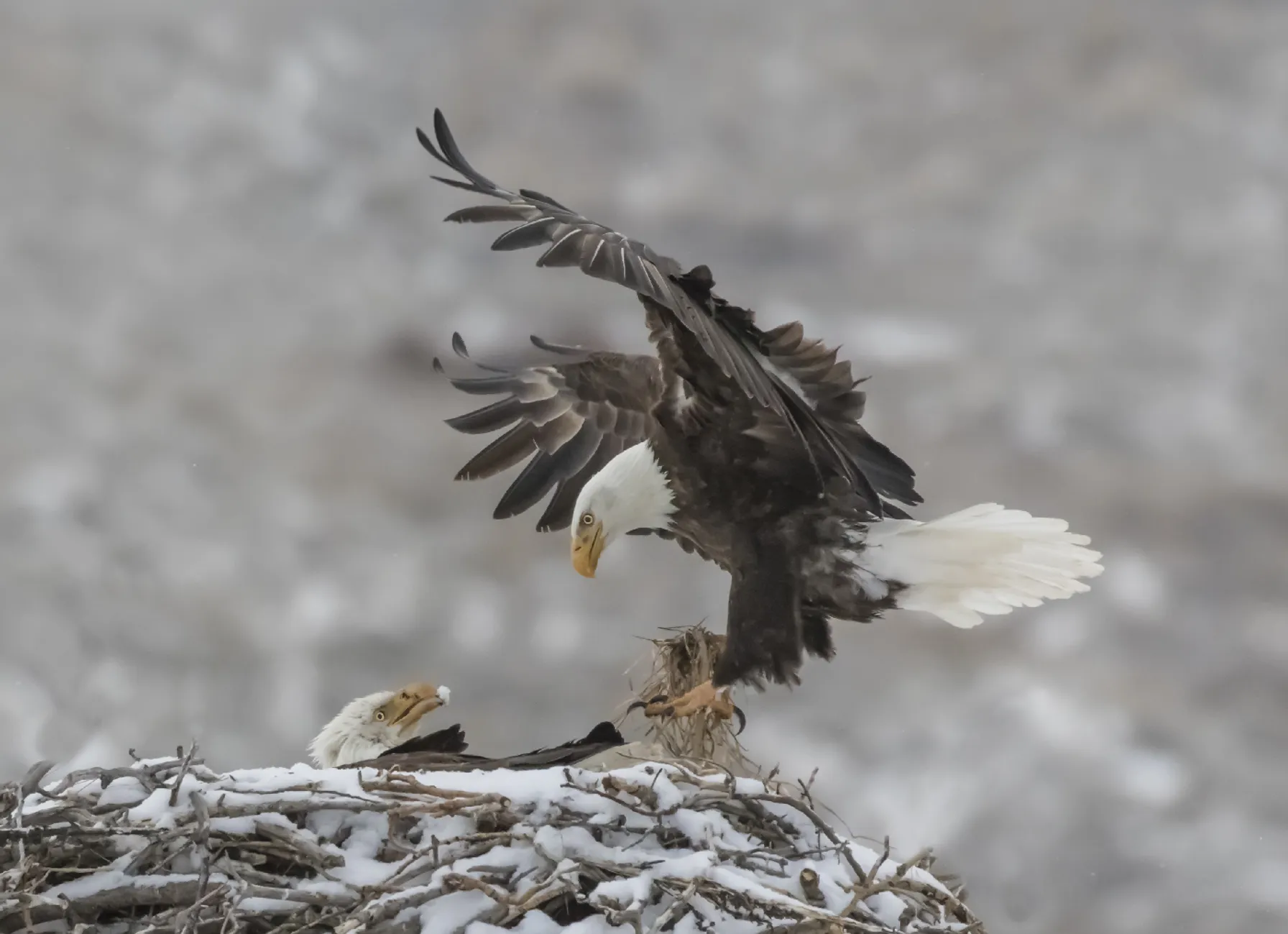 bald-eagle-nesting
