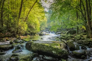 c3965908-stream-flowing-through-forest-1021703630-1440x960-1
