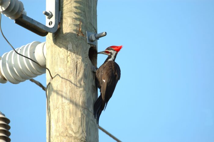 e0311fba-trc-pileated-woodpecker-electric-pole-damage