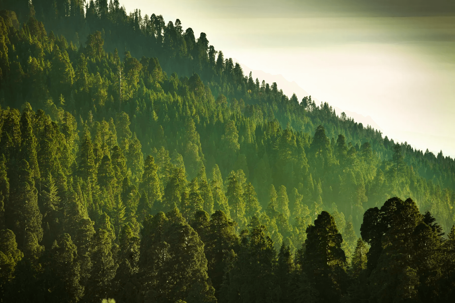 mist-on-the-sierra-nevada-mountains