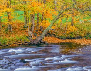 125c87ed-saturated-foliage-river-1016909682
