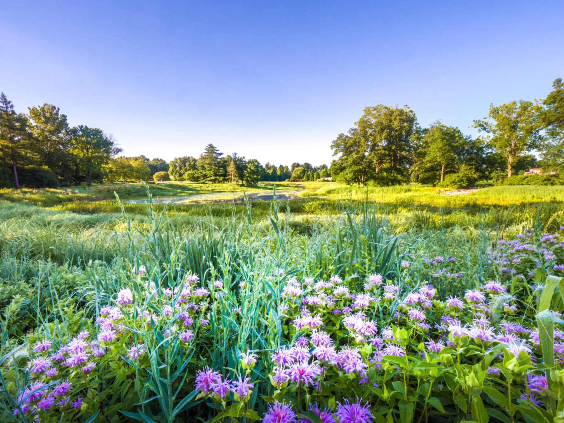 4f9591a9-beautiful-lush-summer-landscape-in-il-996527252-1440x1080-1