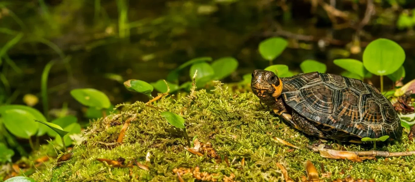 73fd4db1-endangered-species