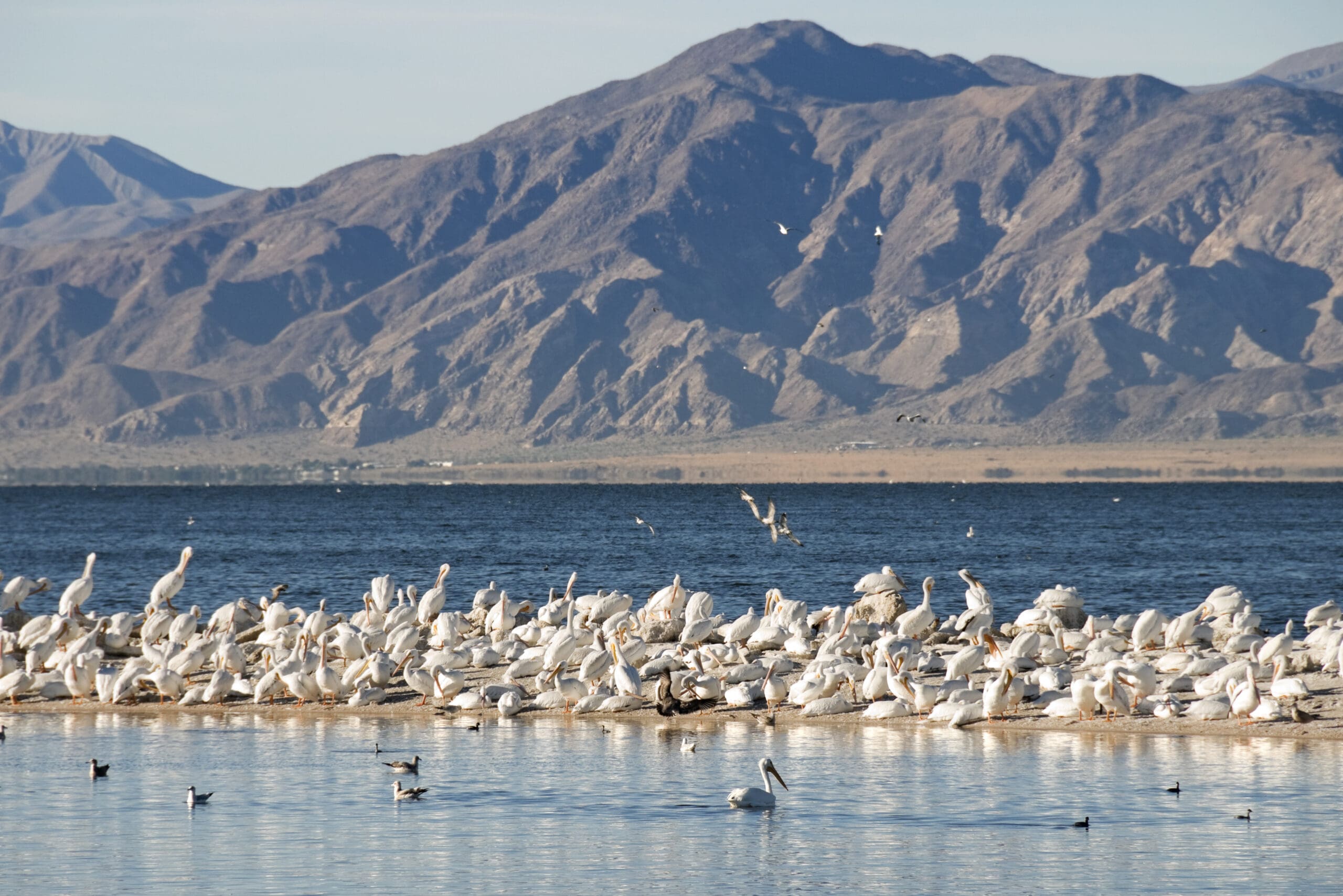 Salton-Sea-scaled-min