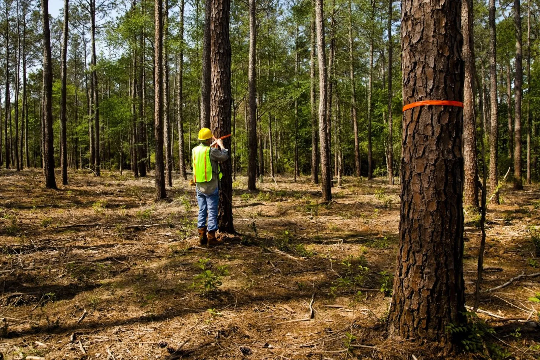 e7a3cc2e-builder-marking-trees-with-orange-ribbon-172421419-1440x960-1