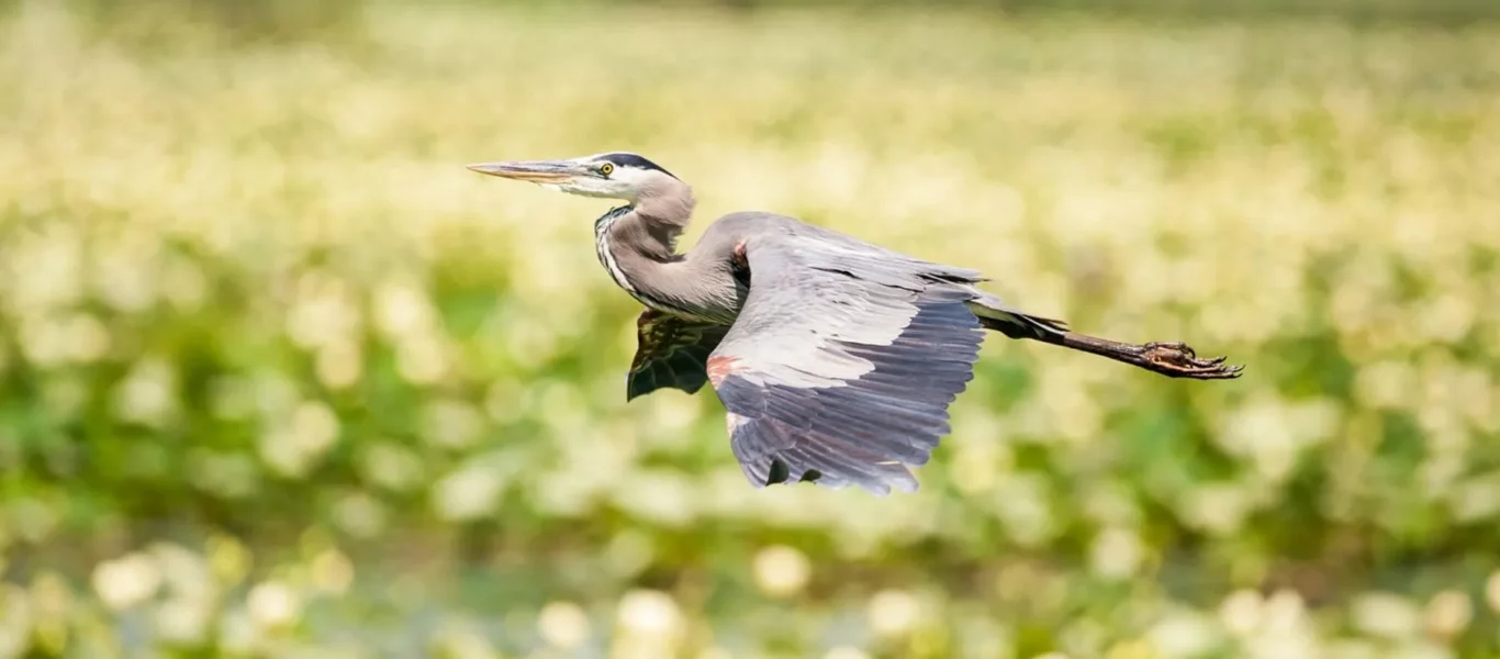 f95de3c9-biological-assessment