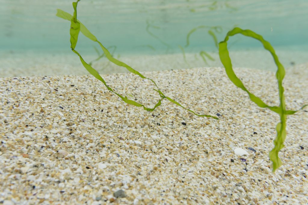 Shallow underwater seabed and sea surface south Cornwall