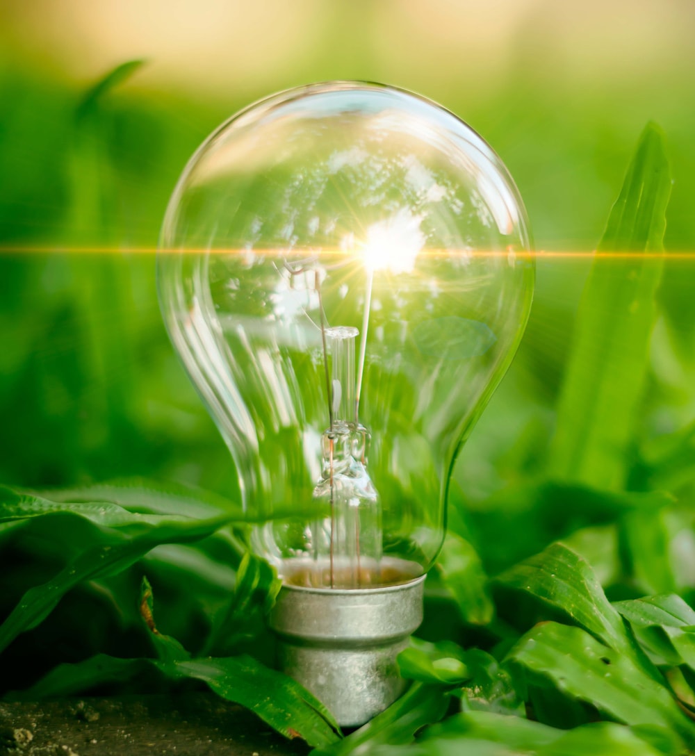 Light-Bulbs-in-Grass-1000px