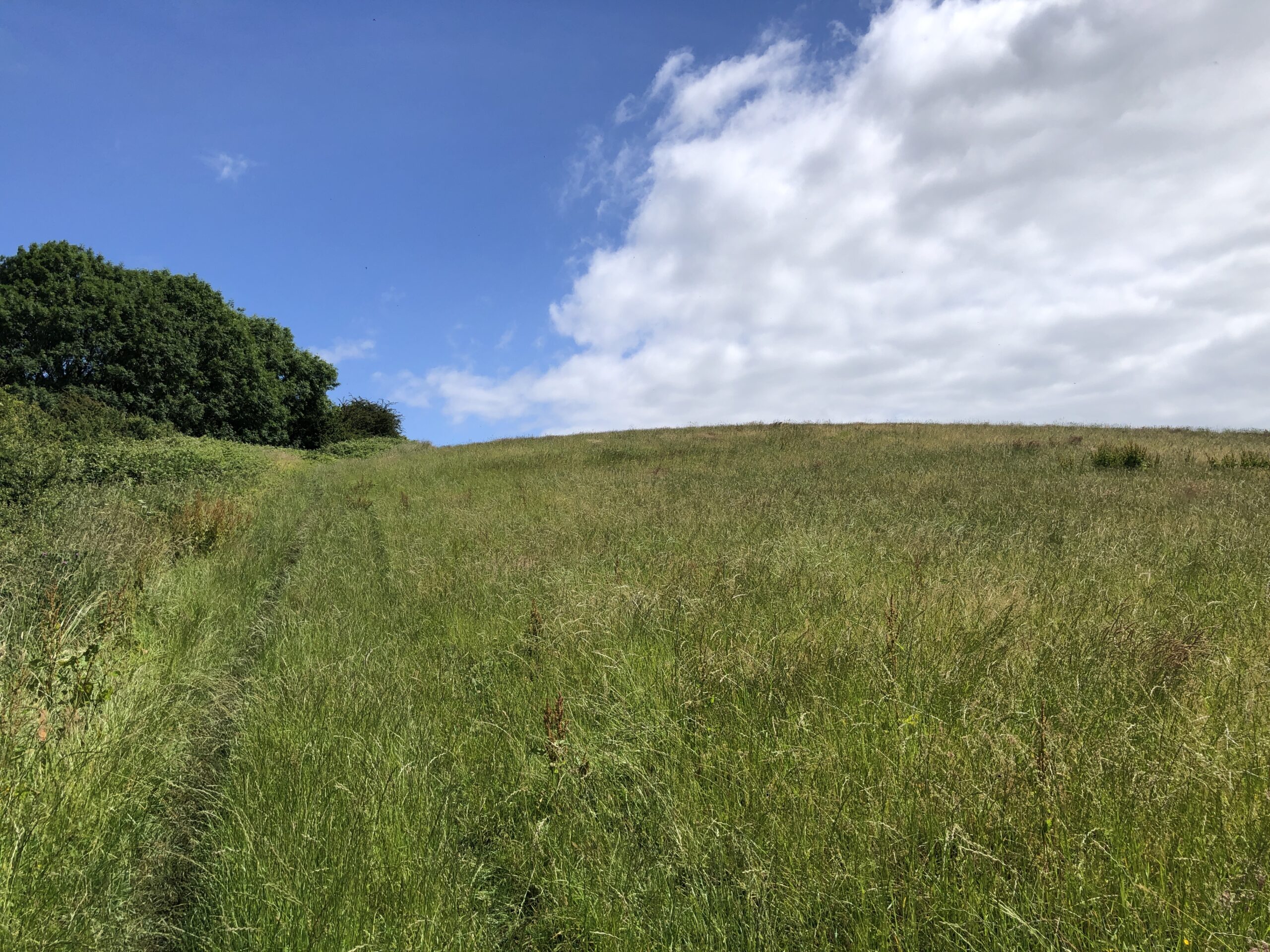 Grass field growing a crop of hay in July, North Yorkshire, England, United Kingdom